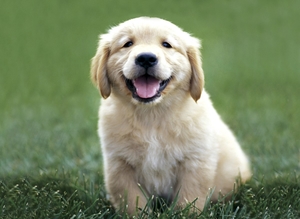 happy_puppy