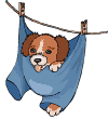 puppy