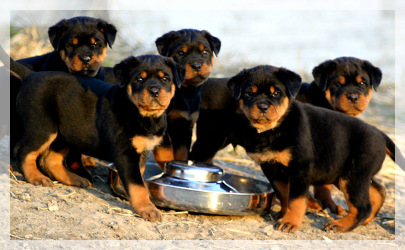 rottweiler puppies