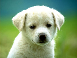 cute-puppy