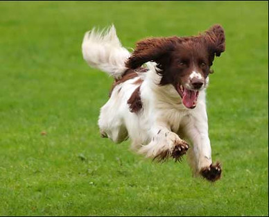 happy-dog