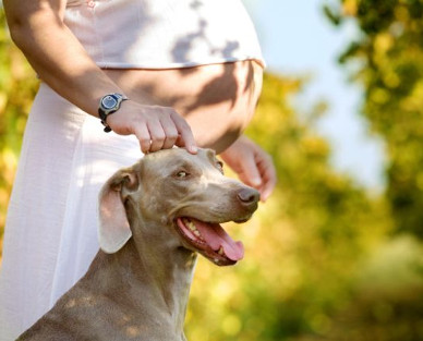 pregnant-woman-with-dog