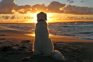 dog-sunset