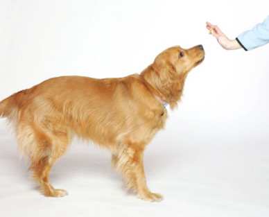 dog-training-services