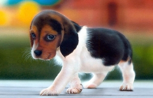 beagle-puppy