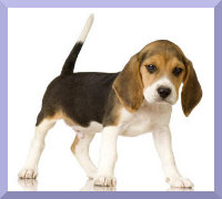 beagle