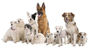 dog-breeds