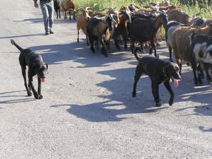 small_pastoral_dogs