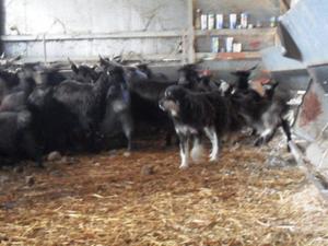 pastore_silano_and_calabrian_goats_10