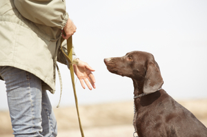 dog-training