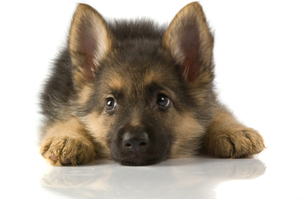 german-shepherd-puppy