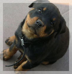 pet_rottweiler