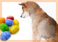 Τα Πάθη των Κροτοφοβικών Σκυλιών - υποφέρουν και κινδυνεύουν τις μέρες του Πάσχα