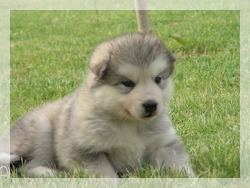 Malamute Alaskan