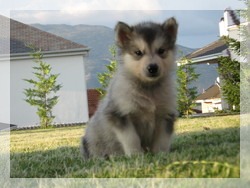 Malamute Alaskan