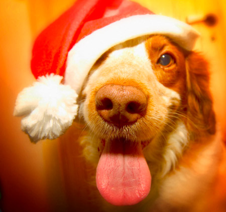 christmas_dog2.jpg